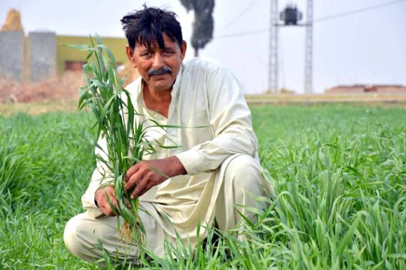 ‘Pakistan’s wheat farmers saved  by timely weather forecast’