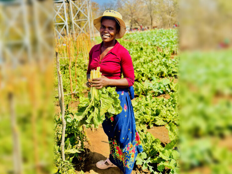 Irrigation project spawns garden of hope in a drought-stricken region of Zimbabwe